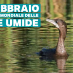 Giornata mondiale delle zone umide: birdwatching all’area umida della Caffarella